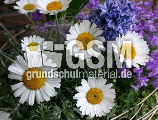 Margeriten.jpg